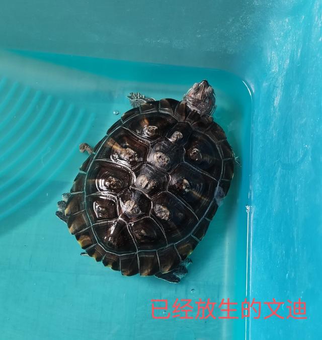 #南京头条#之前我拍过一个视频关于我养的乌龟“迪系64 / 作者:观雨凉亭 / 帖子ID:348