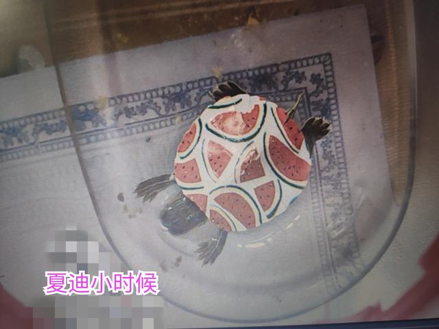 #南京头条#之前我拍过一个视频关于我养的乌龟“迪系20 / 作者:观雨凉亭 / 帖子ID:138