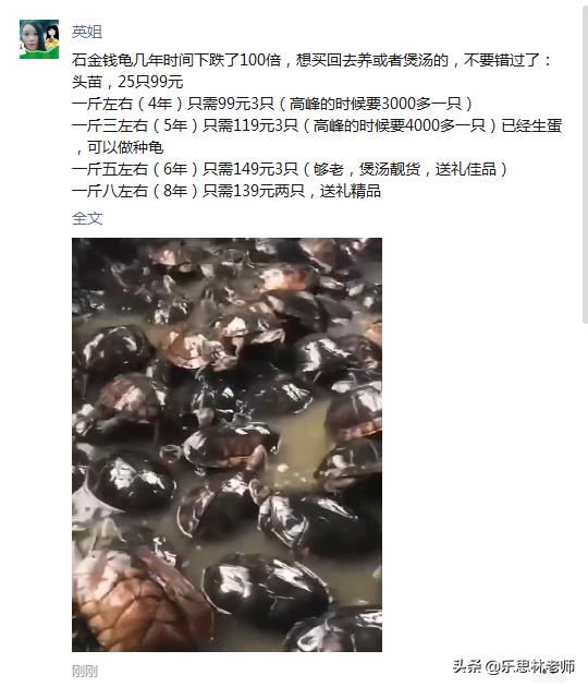 几年前几千元一只的石龟（广西拟水龟），养龟界流传着70 / 作者:乐思林老师 / 帖子ID:381