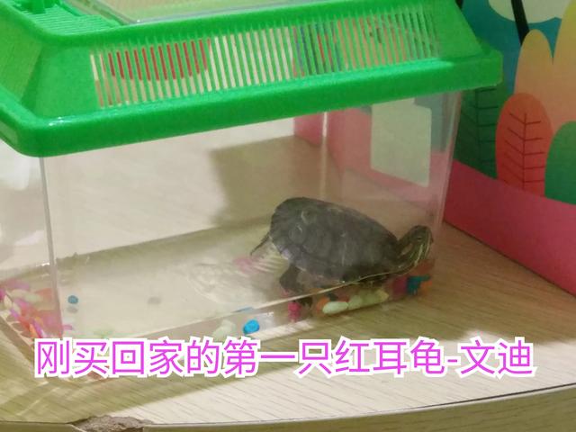 #南京头条#之前我拍过一个视频关于我养的乌龟“迪系14 / 作者:观雨凉亭 / 帖子ID:348