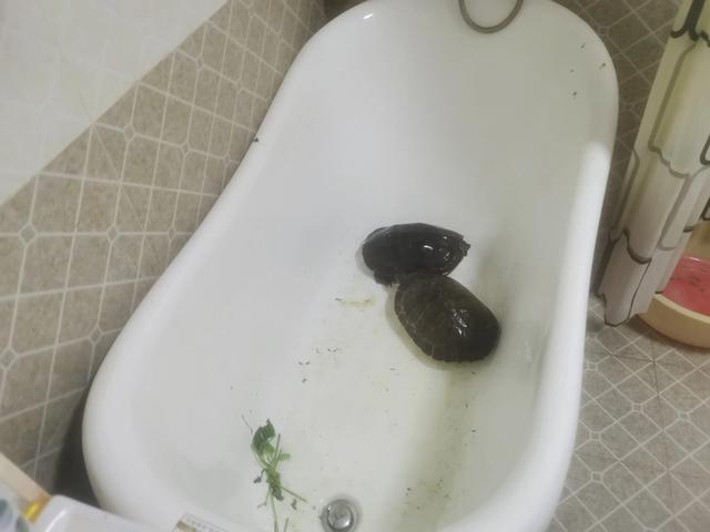我家养的两只乌龟，睡大浴缸[捂脸][捂脸]天天喂青0 / 作者:娜娜516tear / 帖子ID:157