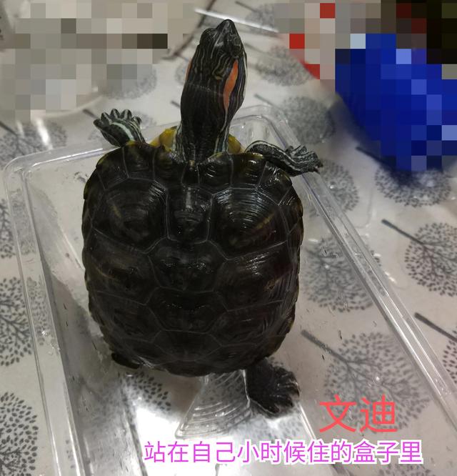 #南京头条#之前我拍过一个视频关于我养的乌龟“迪系34 / 作者:观雨凉亭 / 帖子ID:348