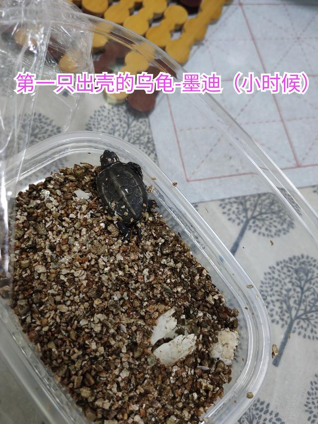 #南京头条#之前我拍过一个视频关于我养的乌龟“迪系99 / 作者:观雨凉亭 / 帖子ID:348