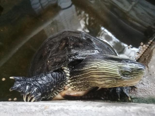 养了11年的乌龟，饿了就扒在水池边一直盯着你，等投89 / 作者:敲一敲123 / 帖子ID:405