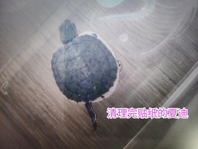 #南京头条#之前我拍过一个视频关于我养的乌龟“迪系6 / 作者:观雨凉亭 / 帖子ID:138