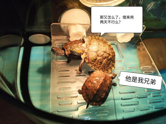 #南京头条#之前我拍过一个视频关于我养的乌龟“迪系28 / 作者:观雨凉亭 / 帖子ID:138