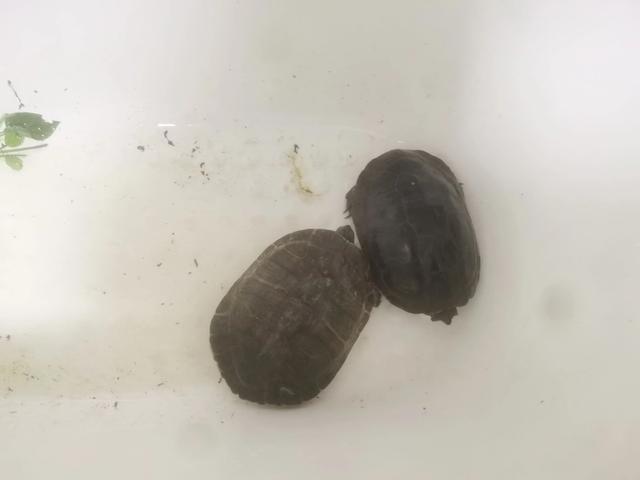 我家养的两只乌龟，睡大浴缸[捂脸][捂脸]天天喂青89 / 作者:娜娜516tear / 帖子ID:397