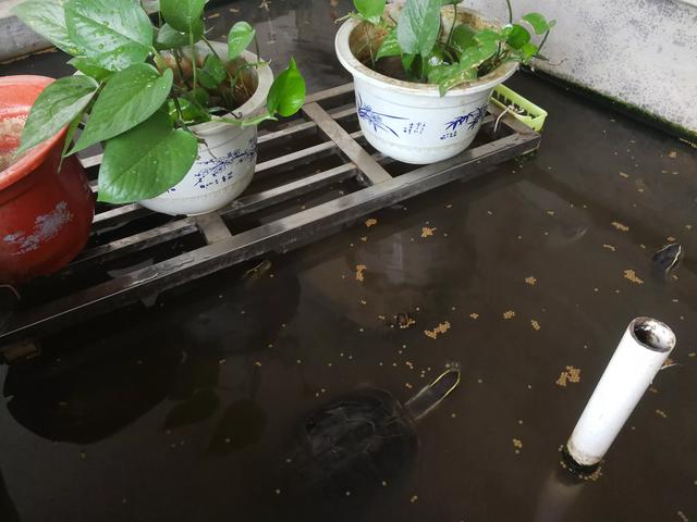 #养龟是一种怎样的体验# 养龟需要环境，面朝大海，29 / 作者:广西邵哥 / 帖子ID:393