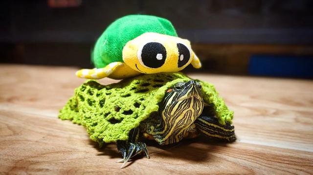 跟大家说个挺逗的事儿我家有只大巴西龟，是我捡回来的70 / 作者:盾妈爱宠大揭秘 / 帖子ID:346