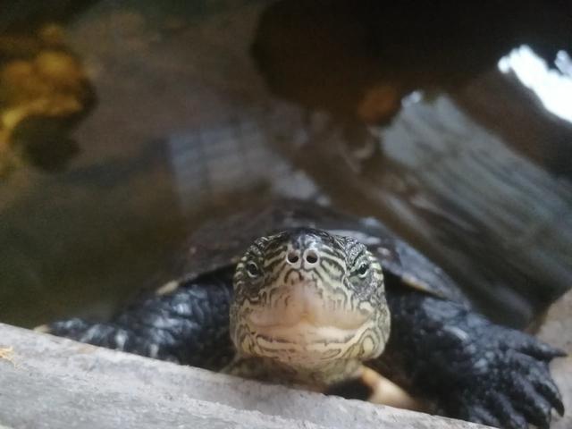 养了11年的乌龟，饿了就扒在水池边一直盯着你，等投28 / 作者:敲一敲123 / 帖子ID:163