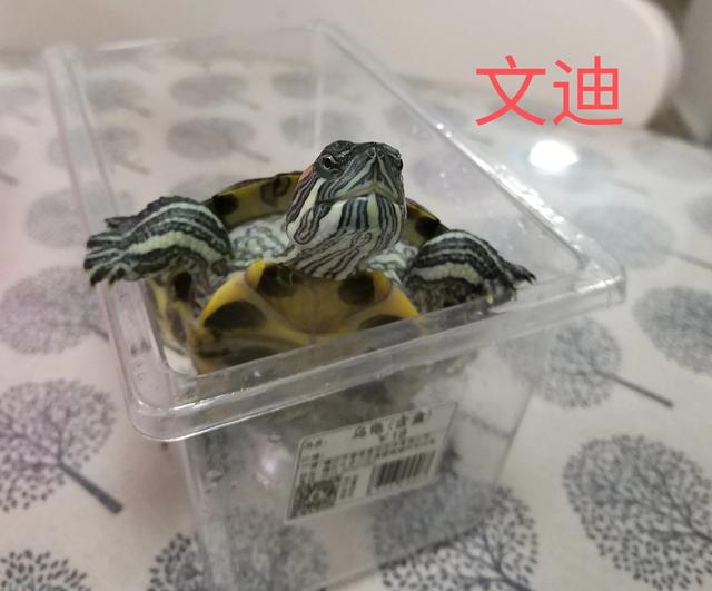#南京头条#之前我拍过一个视频关于我养的乌龟“迪系1 / 作者:观雨凉亭 / 帖子ID:138