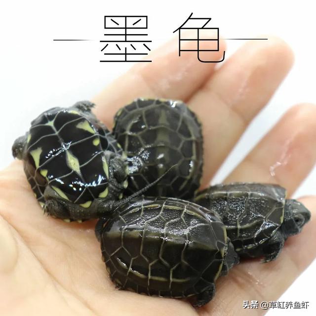 这两只龟，那只更好一些？或者说你觉得哪种龟更好养，5 / 作者:草缸养鱼虾 / 帖子ID:151