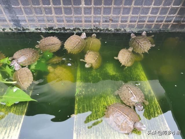 绿水养龟固然好处很多，但是不代表不用换水，龟每天在29 / 作者:寿乡小鹿 / 帖子ID:419