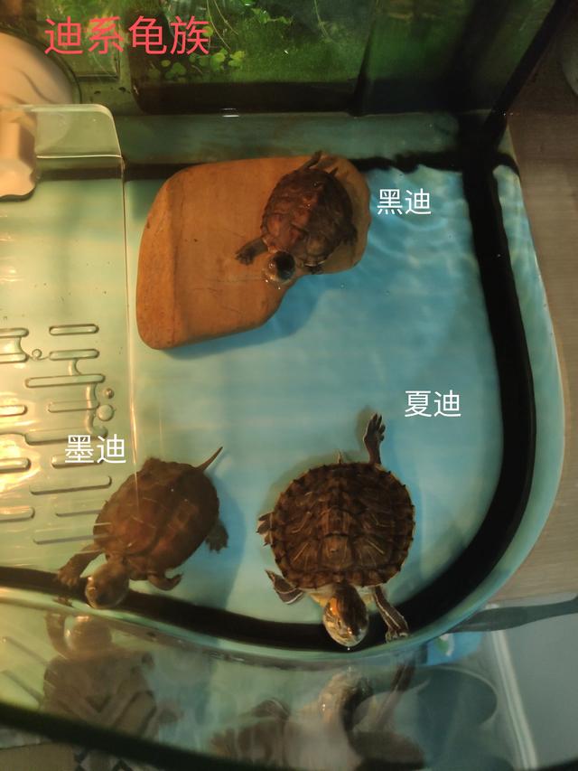 #南京头条#之前我拍过一个视频关于我养的乌龟“迪系2 / 作者:观雨凉亭 / 帖子ID:348