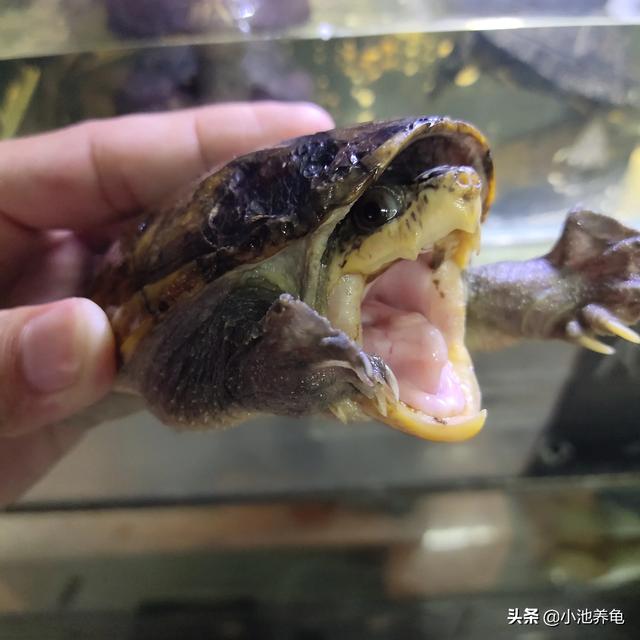 小池的龟友圈 【养龟分享】乌龟对不同温度的状态乌龟5 / 作者:小池养龟 / 帖子ID:485