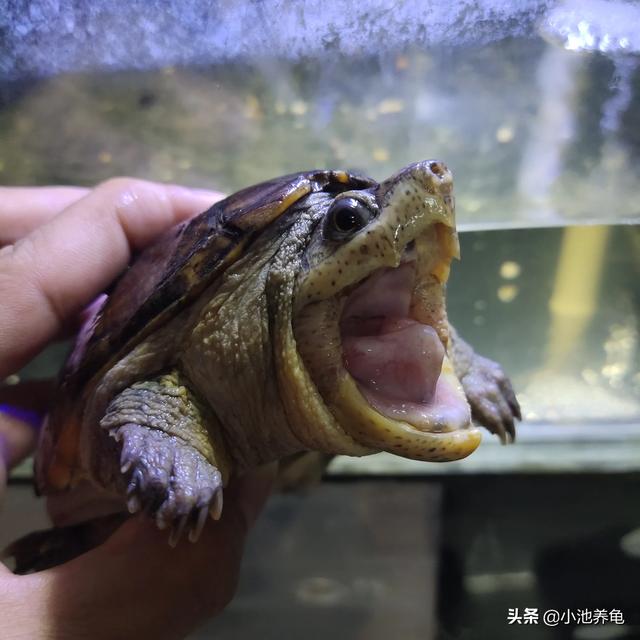 小池的龟友圈 【养龟分享】乌龟对不同温度的状态乌龟98 / 作者:小池养龟 / 帖子ID:485