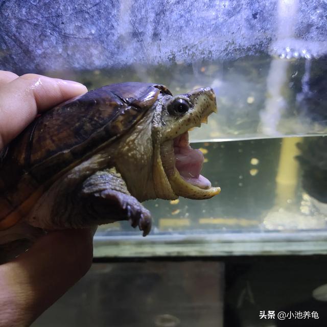 小池的龟友圈 【养龟分享】乌龟对不同温度的状态乌龟67 / 作者:小池养龟 / 帖子ID:485