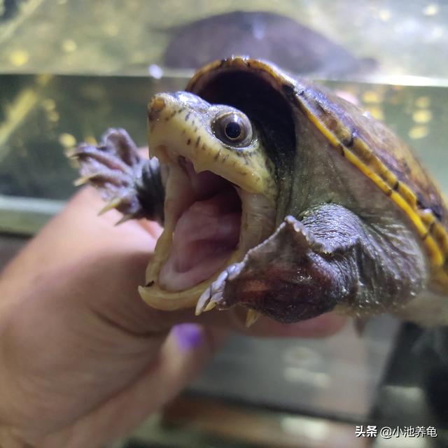 小池的龟友圈 【养龟分享】乌龟对不同温度的状态乌龟41 / 作者:小池养龟 / 帖子ID:485