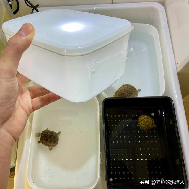 养龟现在生活养宠的新选择，只需要一个快餐盒就能养出0 / 作者:养龟的烘焙人 / 帖子ID:459