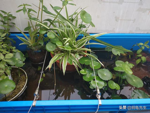 乌龟缸里可以种植哪些植物？养乌龟可以种植的绿色植物31 / 作者:鸫龟先生 / 帖子ID:440