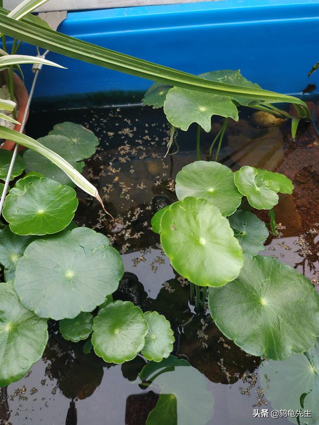 乌龟缸里可以种植哪些植物？养乌龟可以种植的绿色植物10 / 作者:鸫龟先生 / 帖子ID:440