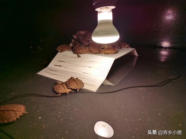养殖乌龟的环境要求其实挺高的，总的原则是“喜静怕惊0 / 作者:寿乡小鹿 / 帖子ID:461