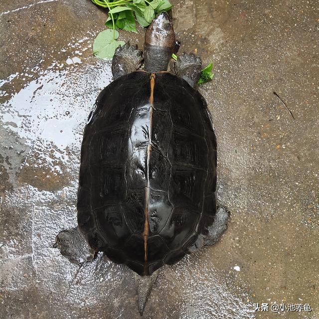 小池的龟友圈 【养龟分享】亚巨龟怎么养高背1. 饲2 / 作者:小池养龟 / 帖子ID:479
