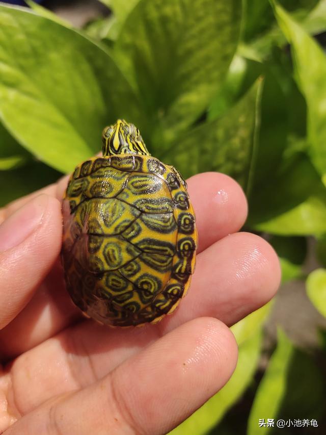 【新手养龟】龟龟软壳的原因1. 龟龟还小，龟龟还小98 / 作者:小池养龟 / 帖子ID:510