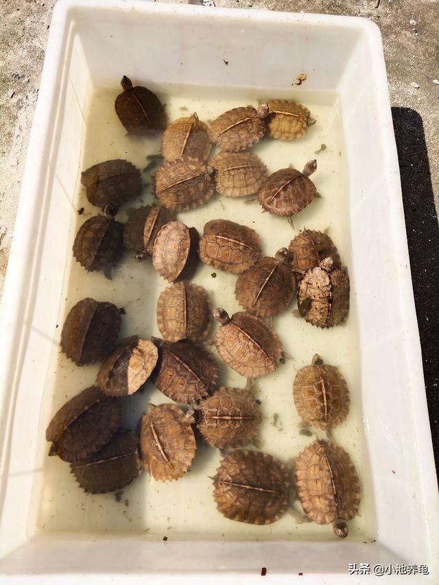 【新手养龟】适宜乌龟生长的温度大部分乌龟的生长水温83 / 作者:小池养龟 / 帖子ID:497