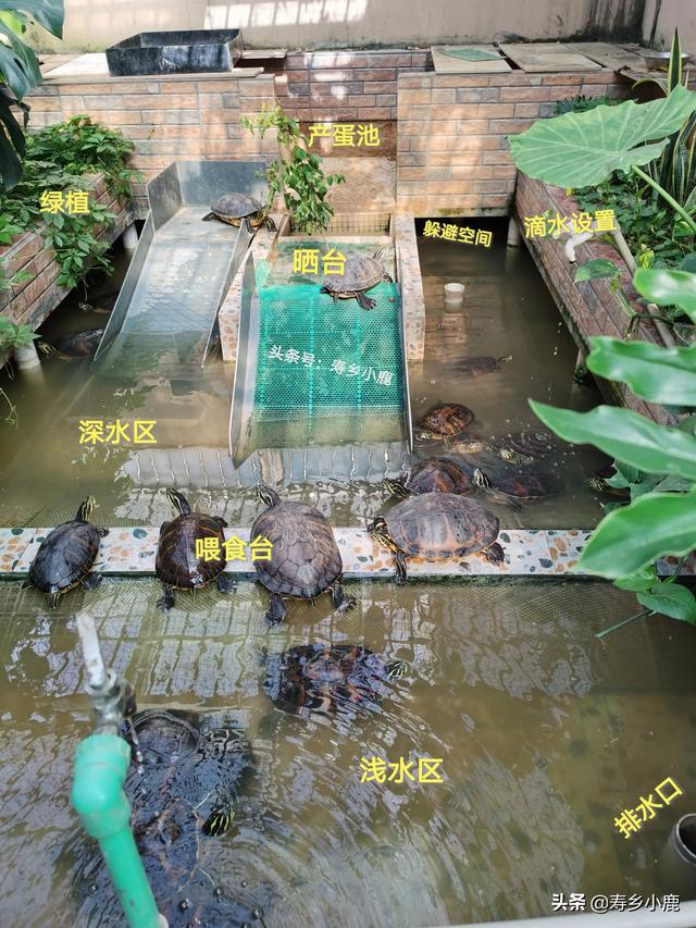 仿生态龟池的基本布局！想做龟池养龟的朋友，做龟池时98 / 作者:寿乡小鹿 / 帖子ID:491