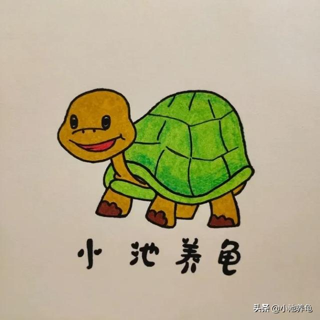 【新手养龟】国庆节想出去玩，龟龟怎么办1. 问：几71 / 作者:小池养龟 / 帖子ID:542