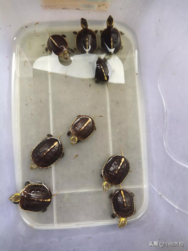 6【新手养龟】夏天养龟注意水质温度适宜，龟龟吃的比9 / 作者:小池养龟 / 帖子ID:536
