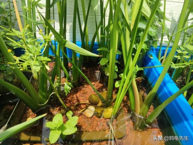 乌龟破坏龟缸植物怎么办？室内生态乌龟缸，水草植物种60 / 作者:鸫龟先生 / 帖子ID:126