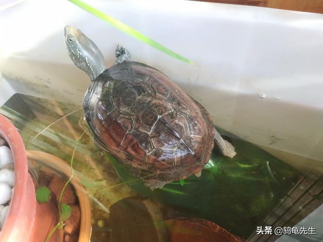 夏季绿水养龟注意事项和维护绿水养龟，是一种比较常见0 / 作者:鸫龟先生 / 帖子ID:119