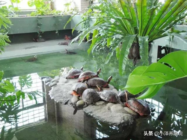 浅谈温度对龟的影响，对养龟来说温度绝对是能否养好龟82 / 作者:小泽养龟说 / 帖子ID:133